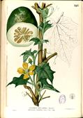  winter melon